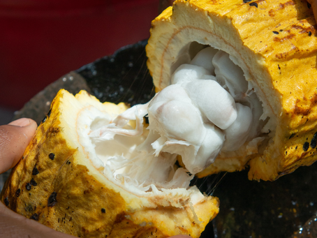 CACAO Y CHOCOLATE, ¿SON LO MISMO?