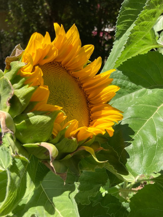 Sunflower Opening Summer 2022