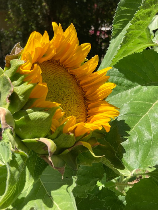 Sunflower Opening Summer 2022