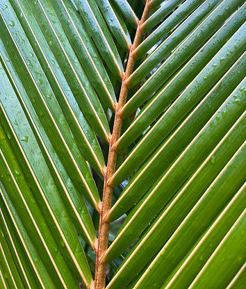 jungle plants