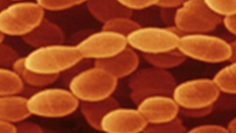 Streptococcus thermophilus – The Friendly Dairy Bacterium