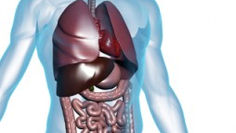 Unraveling the Human Microbiome: A Comprehensive Guide to Understanding, Variability, and Optimization