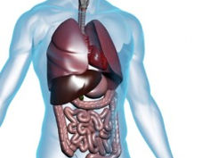 Unraveling the Human Microbiome: A Comprehensive Guide to Understanding, Variability, and Optimization
