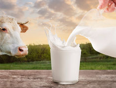 Milk Quality: The Hidden Foundation of Yogurt & Kefir Fermentation