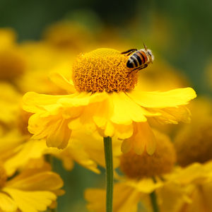 Peerless pollinators