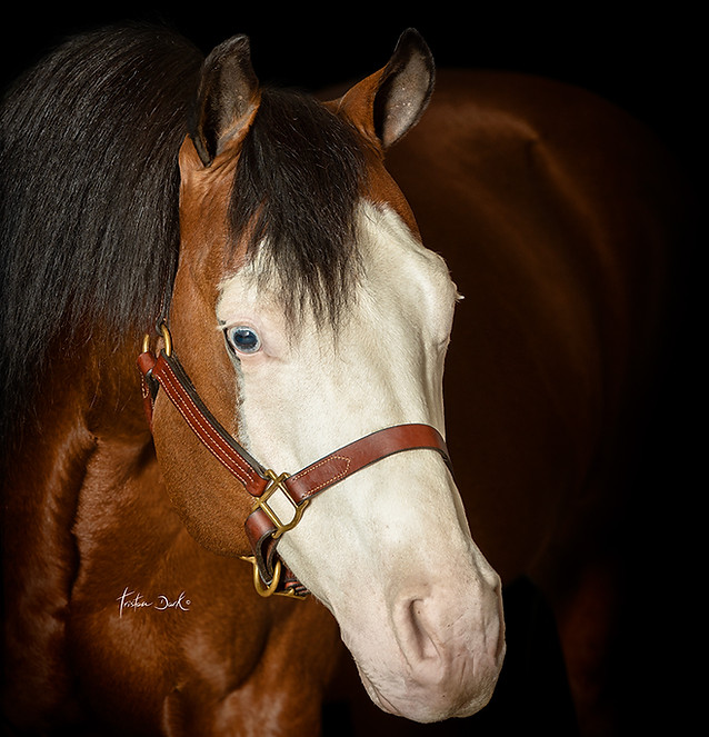 tristan_dark_horses_yankee_gun_dsc0314_web.jpg