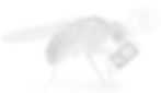 HELLO_FLY_edited.jpg
