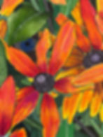 Blue Eyes and Susans (detail) 1