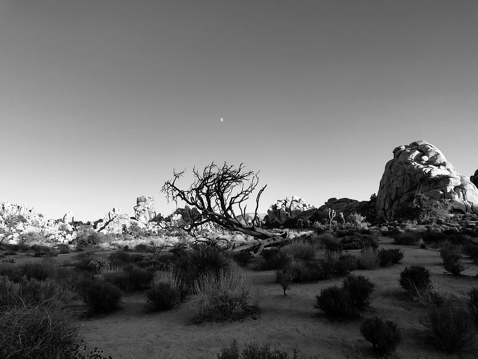 Joshua Tree.png