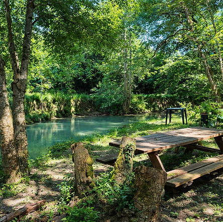 Forêt tranquille et bord de ruisseau.png