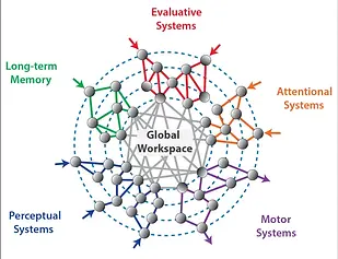 The-Global-Workspace-emerges-by-connecting-different-brain-areas-according-to-Dehaene.webp