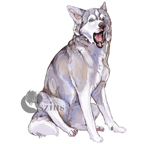 Whimsical Husky
