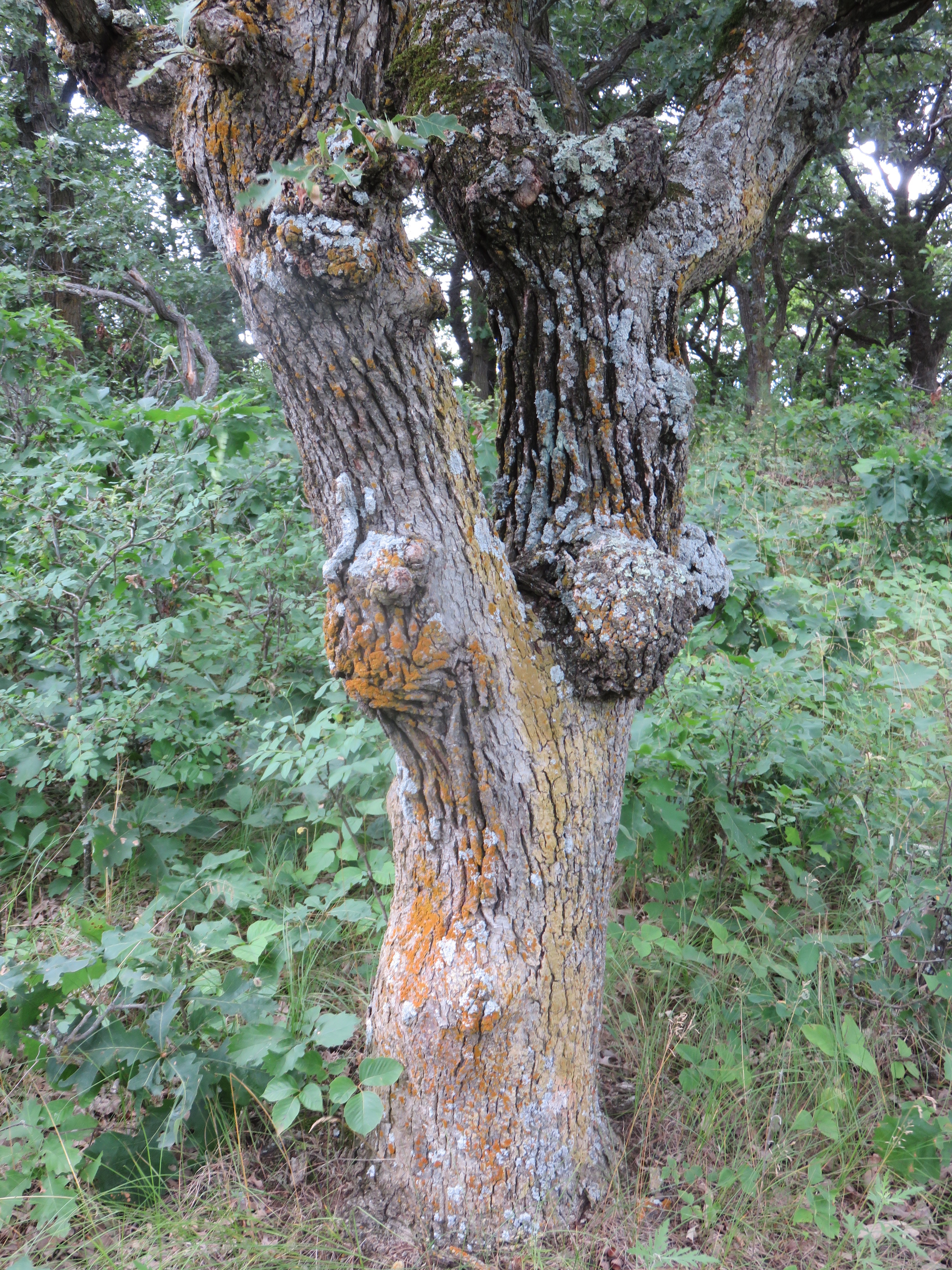 Picturesque white oak tree trunk