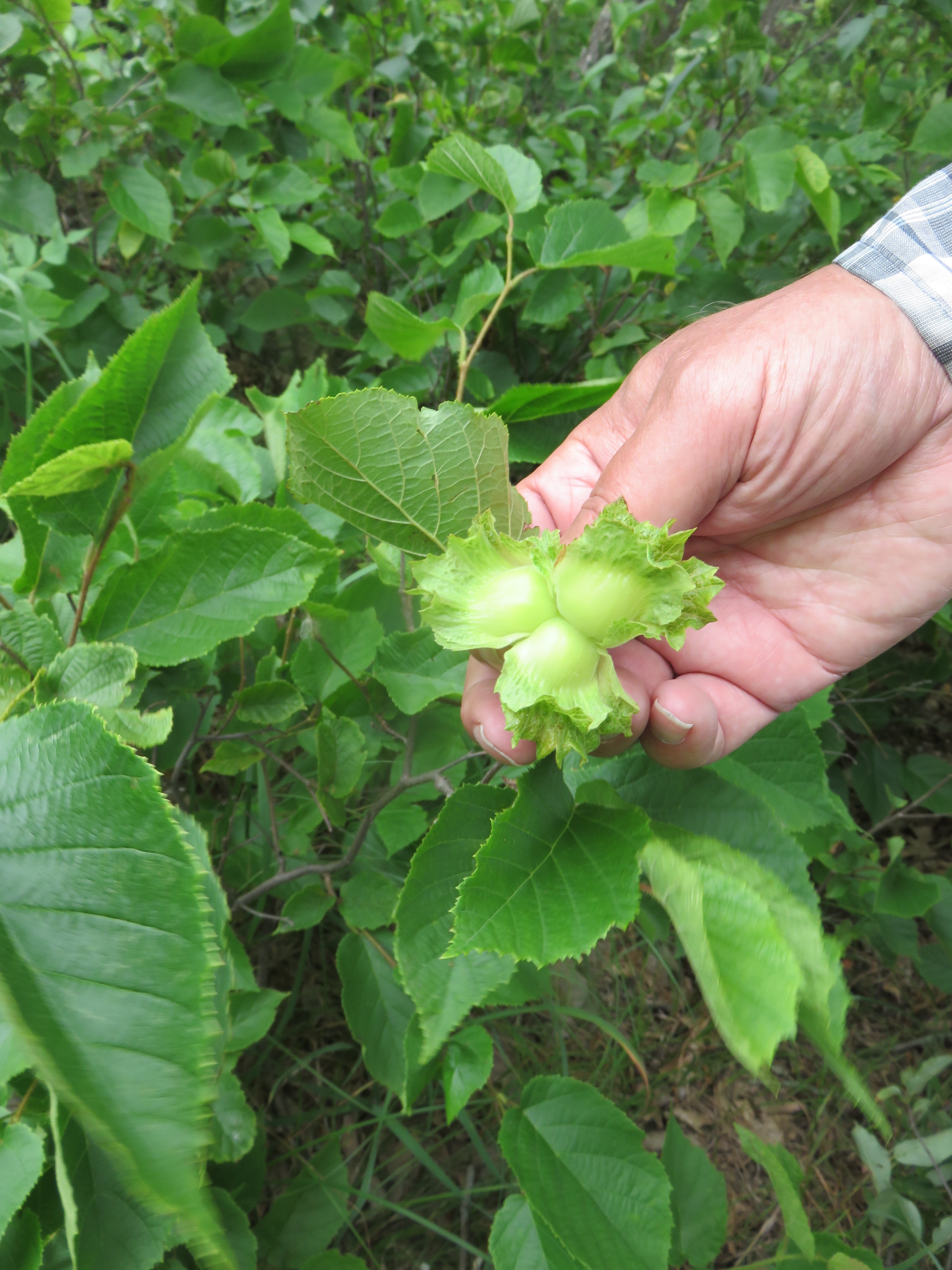 American Hazelnut Corylus americana