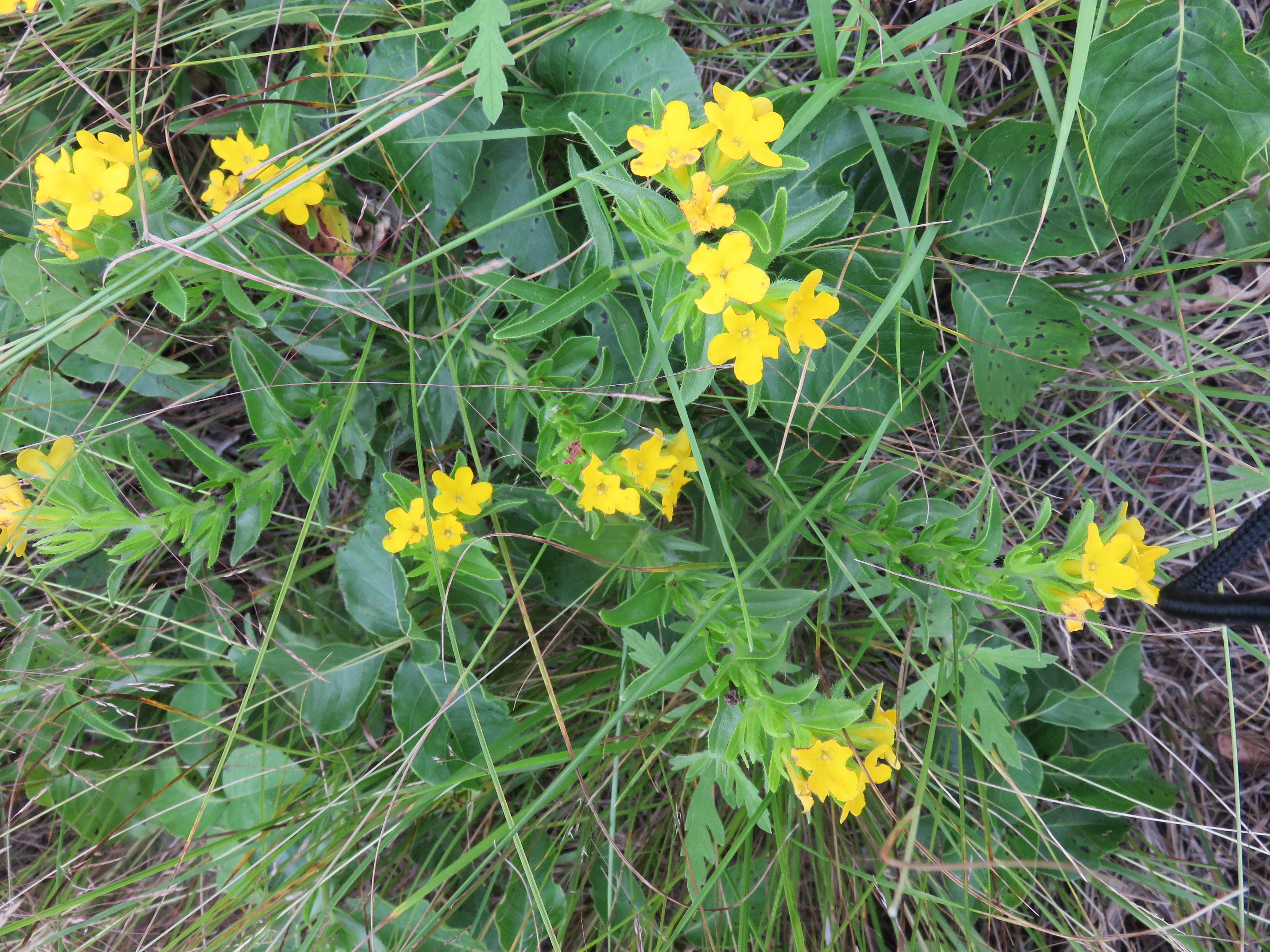 Hoary Puccoon