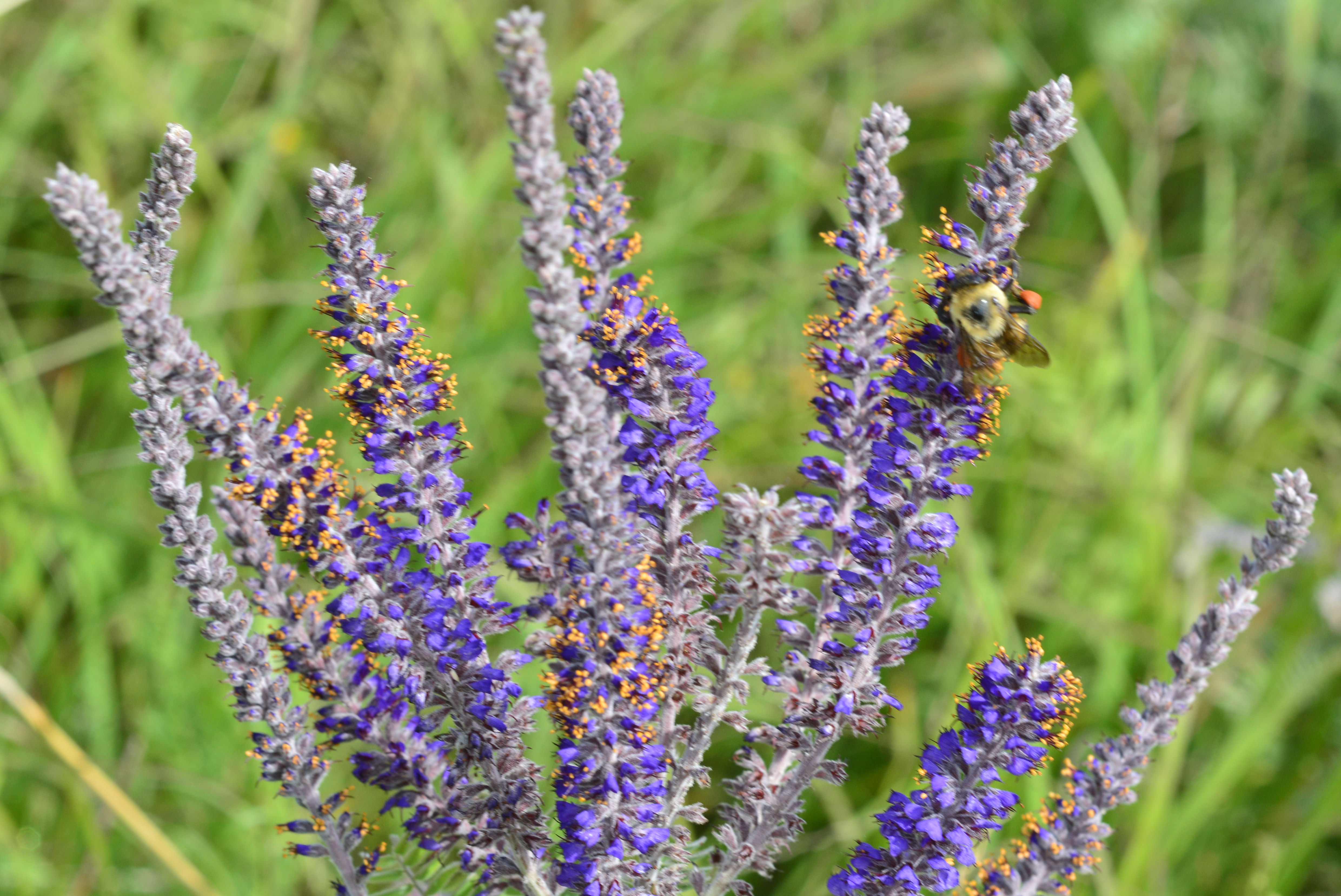 Amorpha canescens (Leadplant)