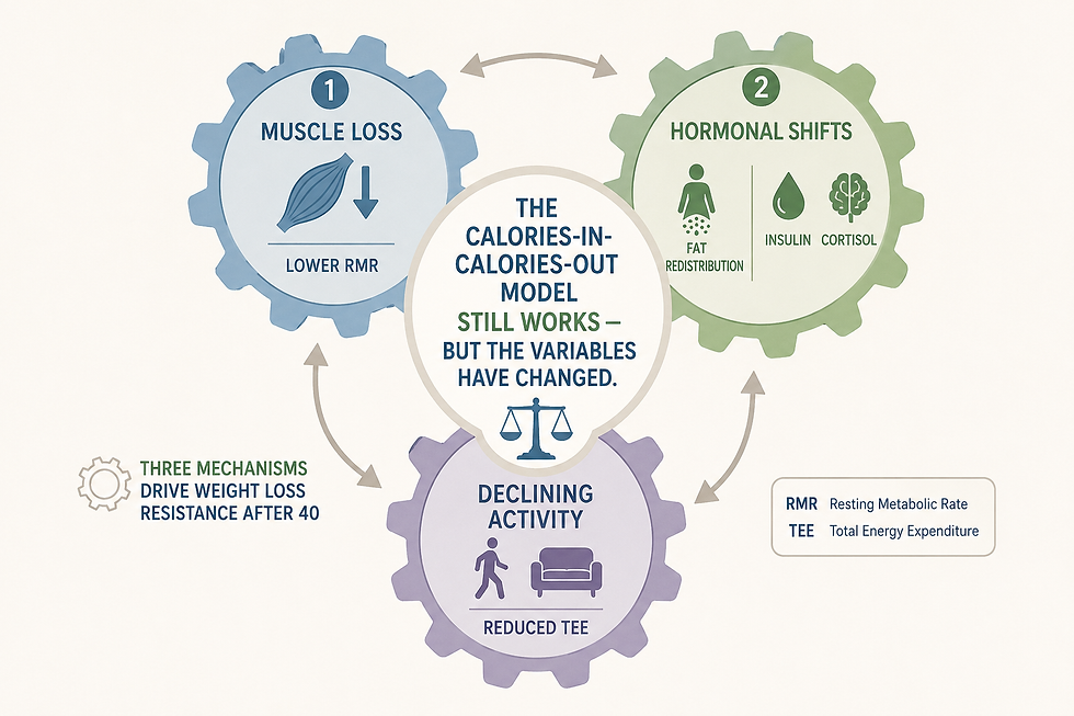 Three mechanisms behind weight loss resistance after 40: muscle loss, hormonal shifts, and declining physical activity