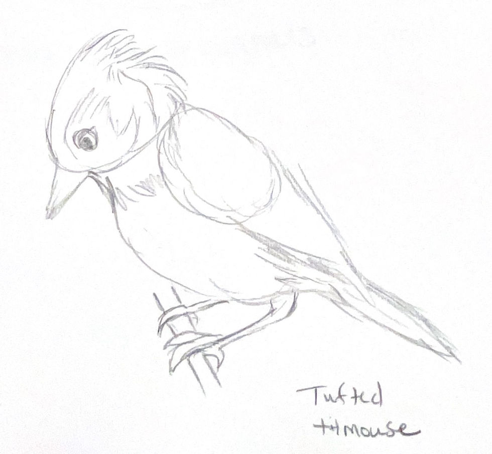 birdsketch2