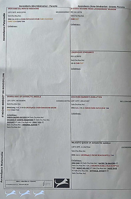 Rmione reproductrice