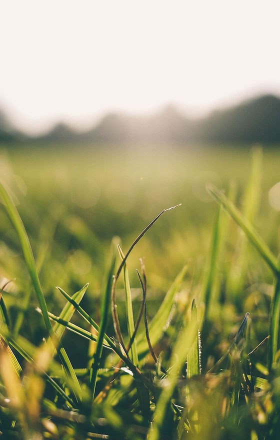 grass-meadow-sunshine-9056.jpg