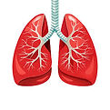 image of lungs