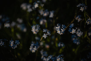 nordic_floral_©LouiseForslyckeGarbergs_highres-4288.jpg