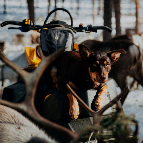 En kelpie-hund vaktar sin renflock