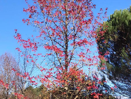 Bem-vindo, querido outono 🍁