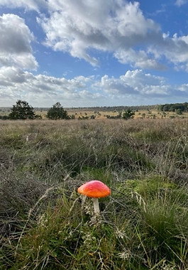 Mandy Klees Yogaretreat Lüneburger Heide