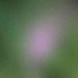 Common Fireweed Flower at Rocky Mountain National Park