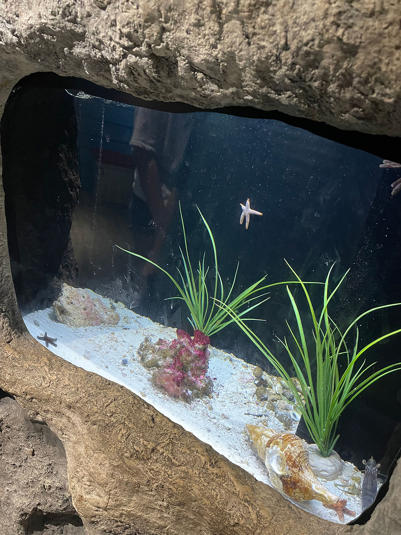 Close up of Starfish at the tide pools at the Gulf of Mexico at the Texas State Aquarium