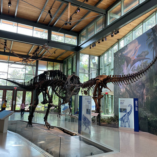 Acrocanthosaurus Giant of Texas at the Witte Museum