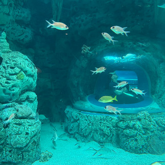 Underwater Coral View at the Caribbean Journey at the Texas State Aquarium