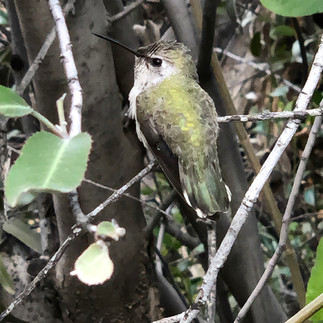 Hummingbird at the Arizona-Sonora Desert Museum