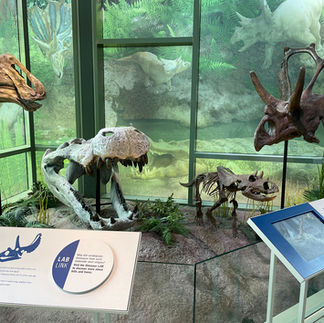 Deinosuchus of the Coastal lands of Texas at the Dinosaur Gallery at the Witte Museum