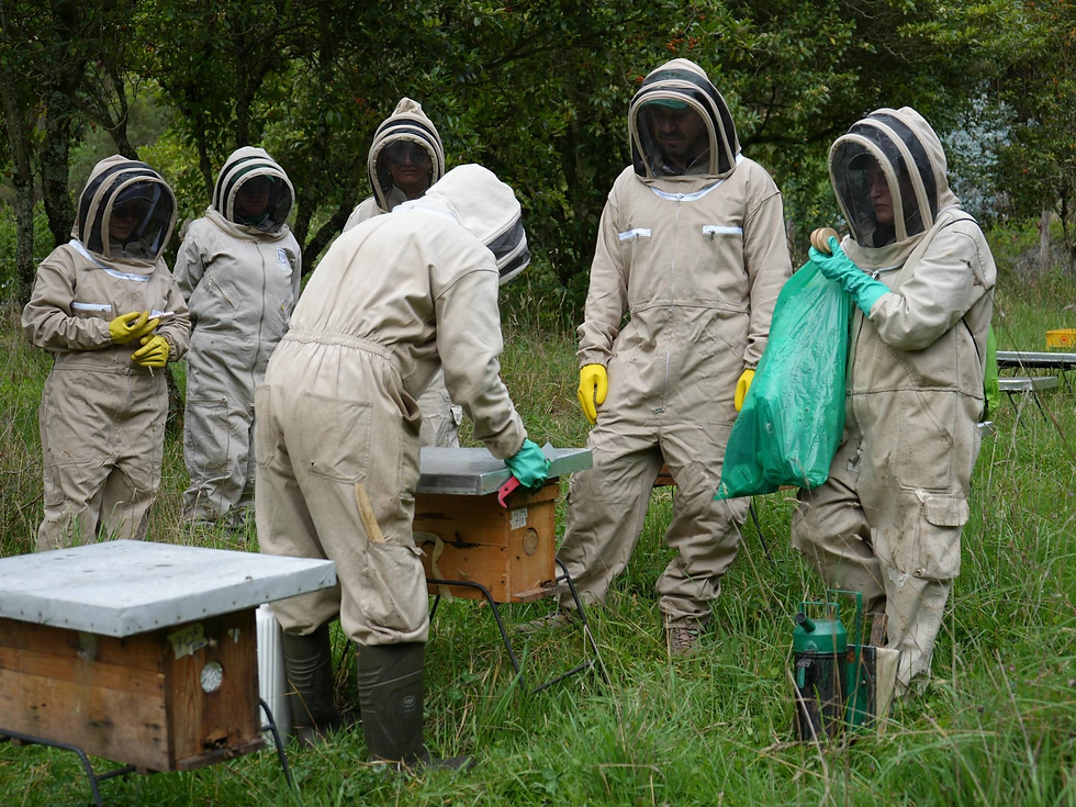 DÍA MUNDIAL DE LAS ABEJAS: BOGOTÁ, EJEMPLO MUNDIAL CON LA CLÍNICA DE ABEJAS PARA RESCATAR Y PROTEGER ESTA ESPECIE