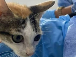 52.000 MIL ANIMALES VULNERABLES DE BOGOTÁ SERÁN ESTERILIZADOS EN 2026