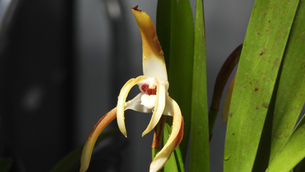 Viene la Exposición Nacional de Orquídeas
