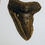 Thumbnail: Megaladon Tooth