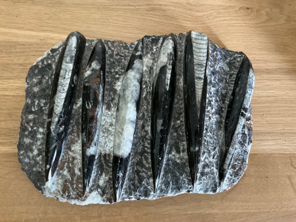 Multi Orthoceras fossil with stand