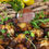 Thumbnail: Meat Platter