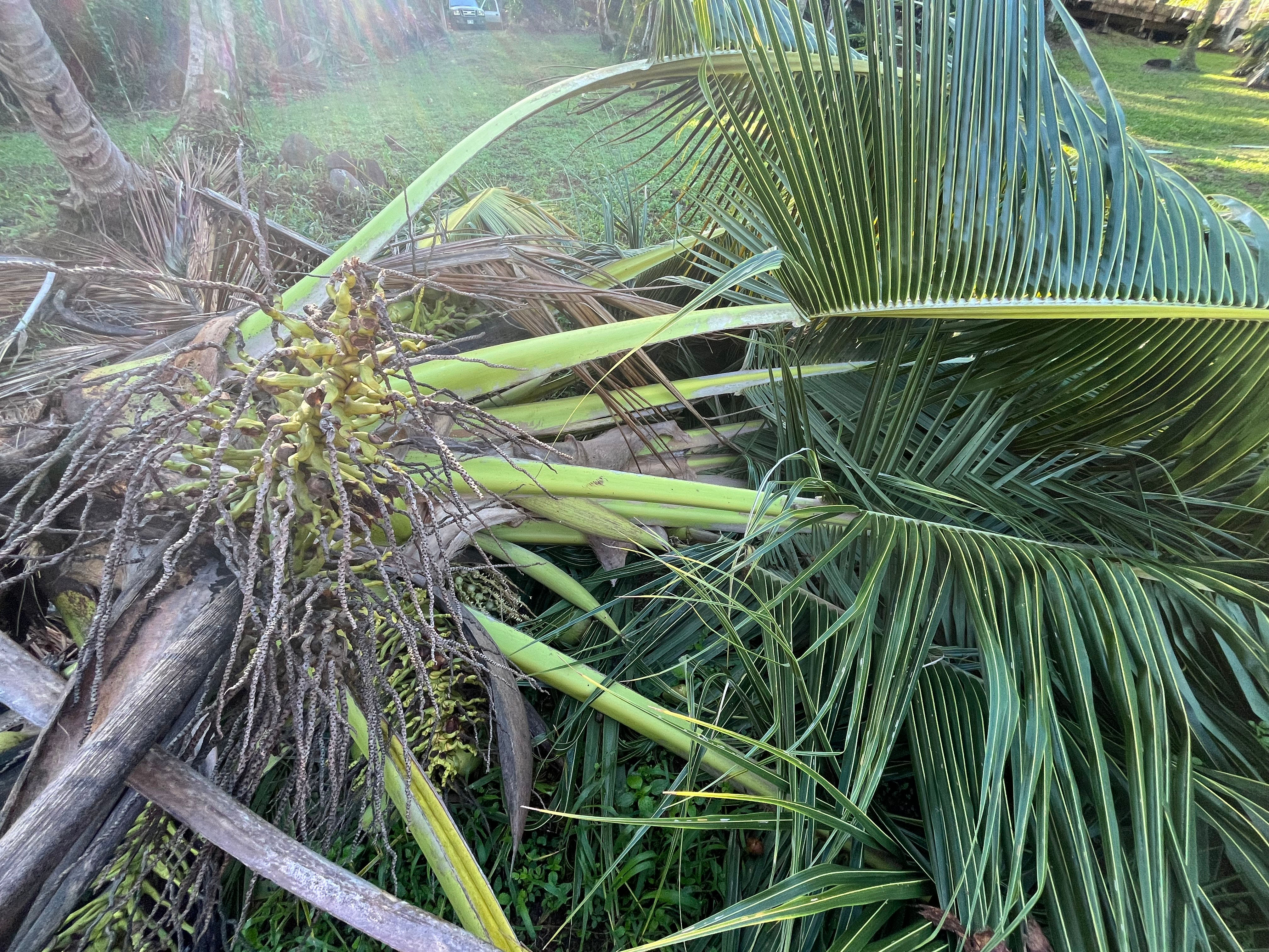 Coconut Fronds (Leaf)