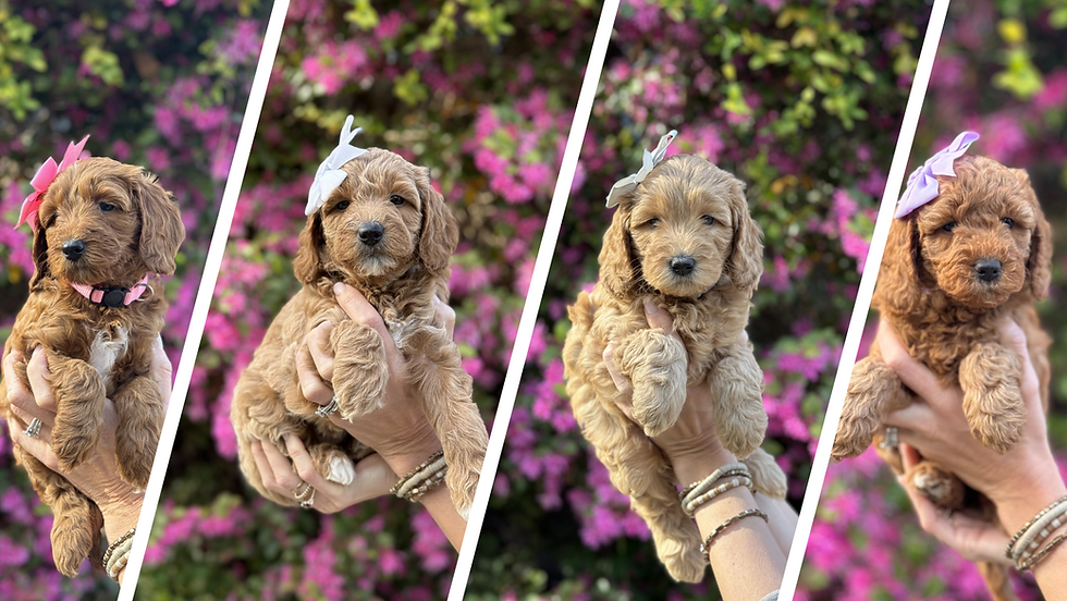 goldendoodle new born puppies
