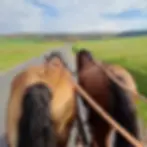 zwei Pferde ziehen eine Kutsche in der Rhön