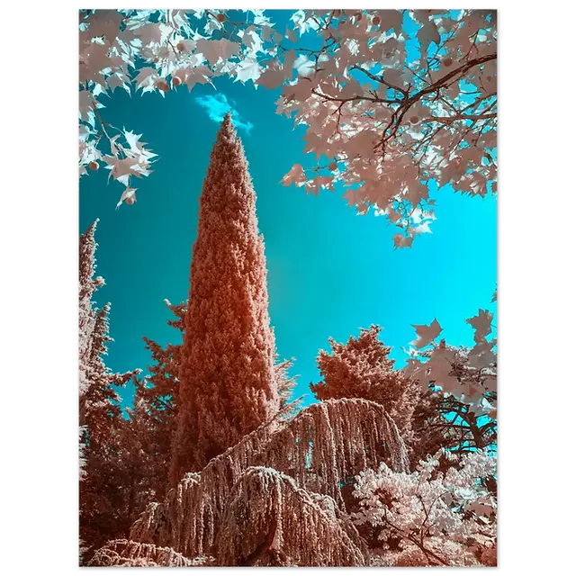 Foros Infrared