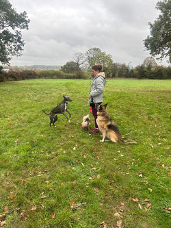 9529a96f-9ce1-428c-9dd3-6f4c9bb44265