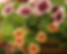 Chase-close-up-minature-petunia.png