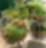 Chase-Ornamental-Planters.png