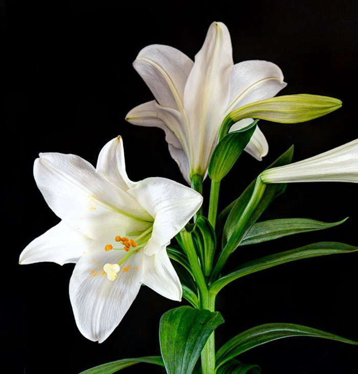 Chase-close-up-lily2.png