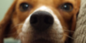 Upper West Side dog training. Perfect Behavior Dog Training. Close-up of puppy